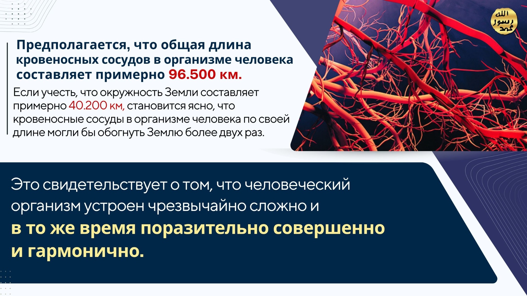 Человеческое Тело
