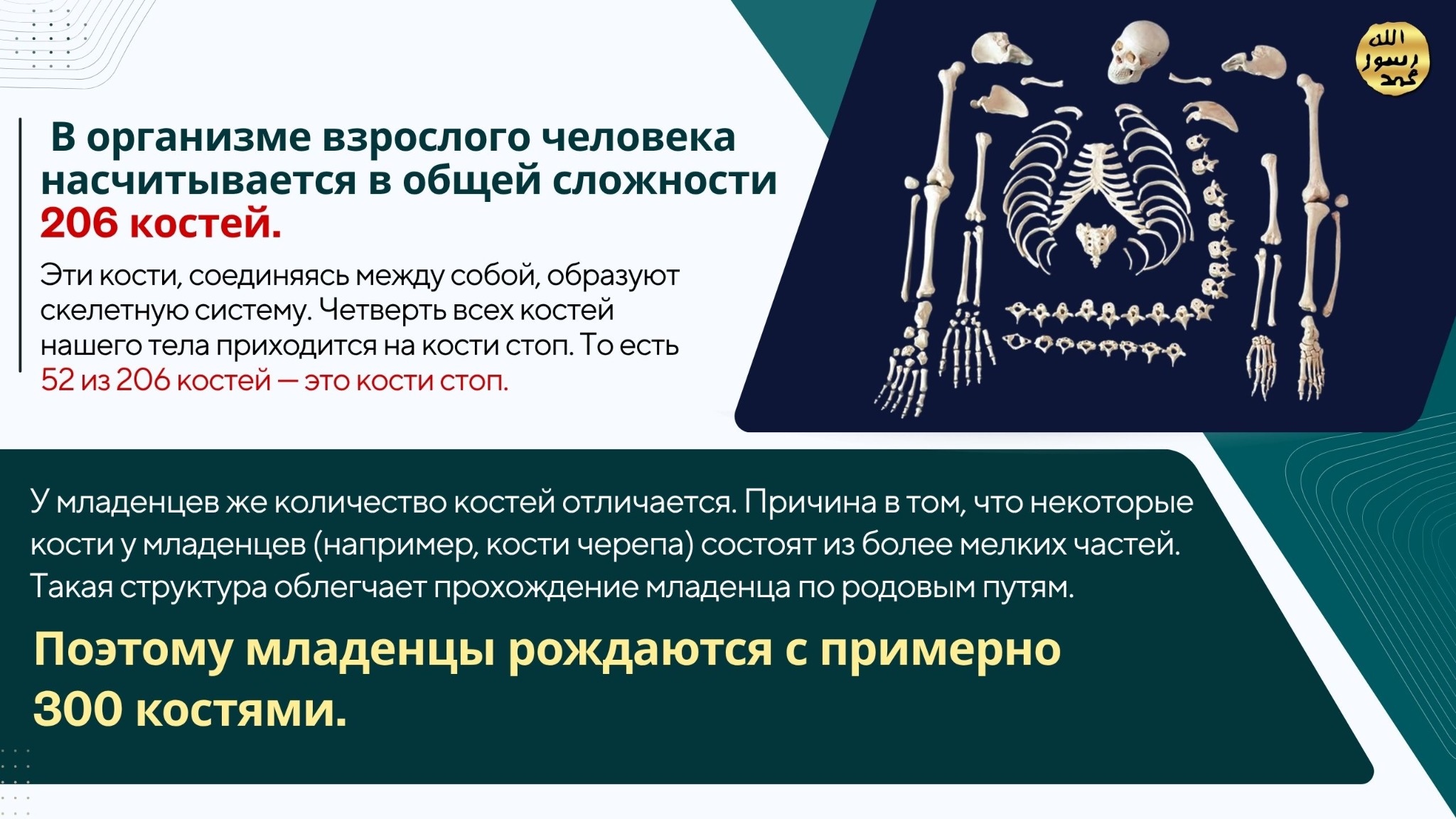 Человеческое Тело