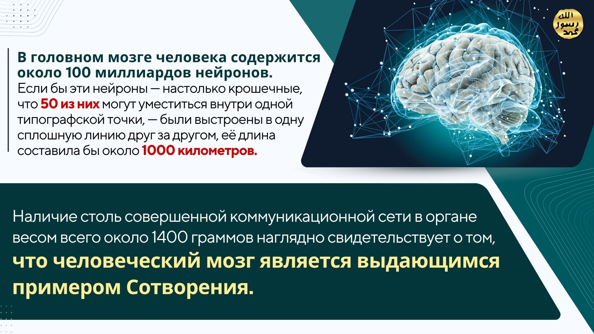 Человеческое Тело