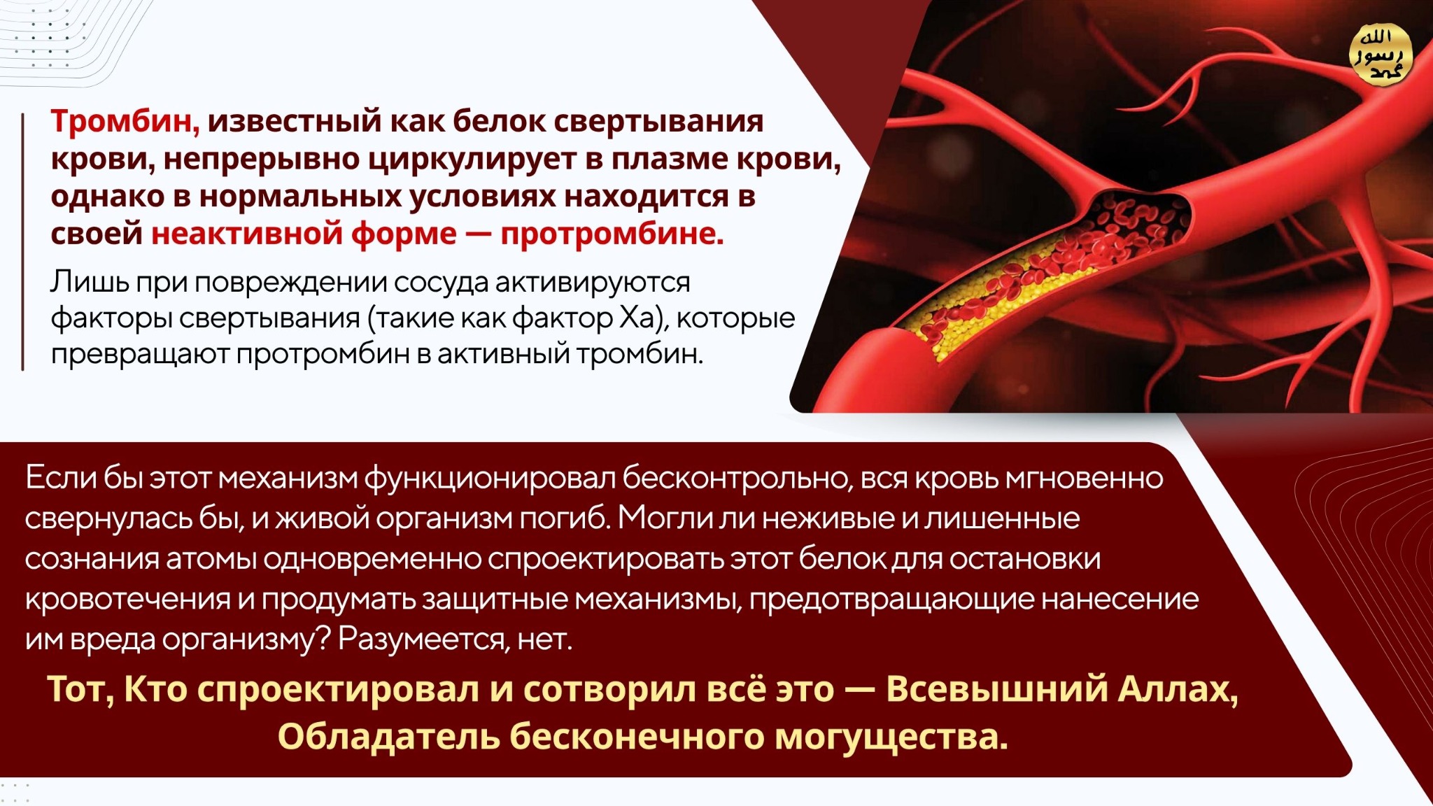 Человеческое Тело