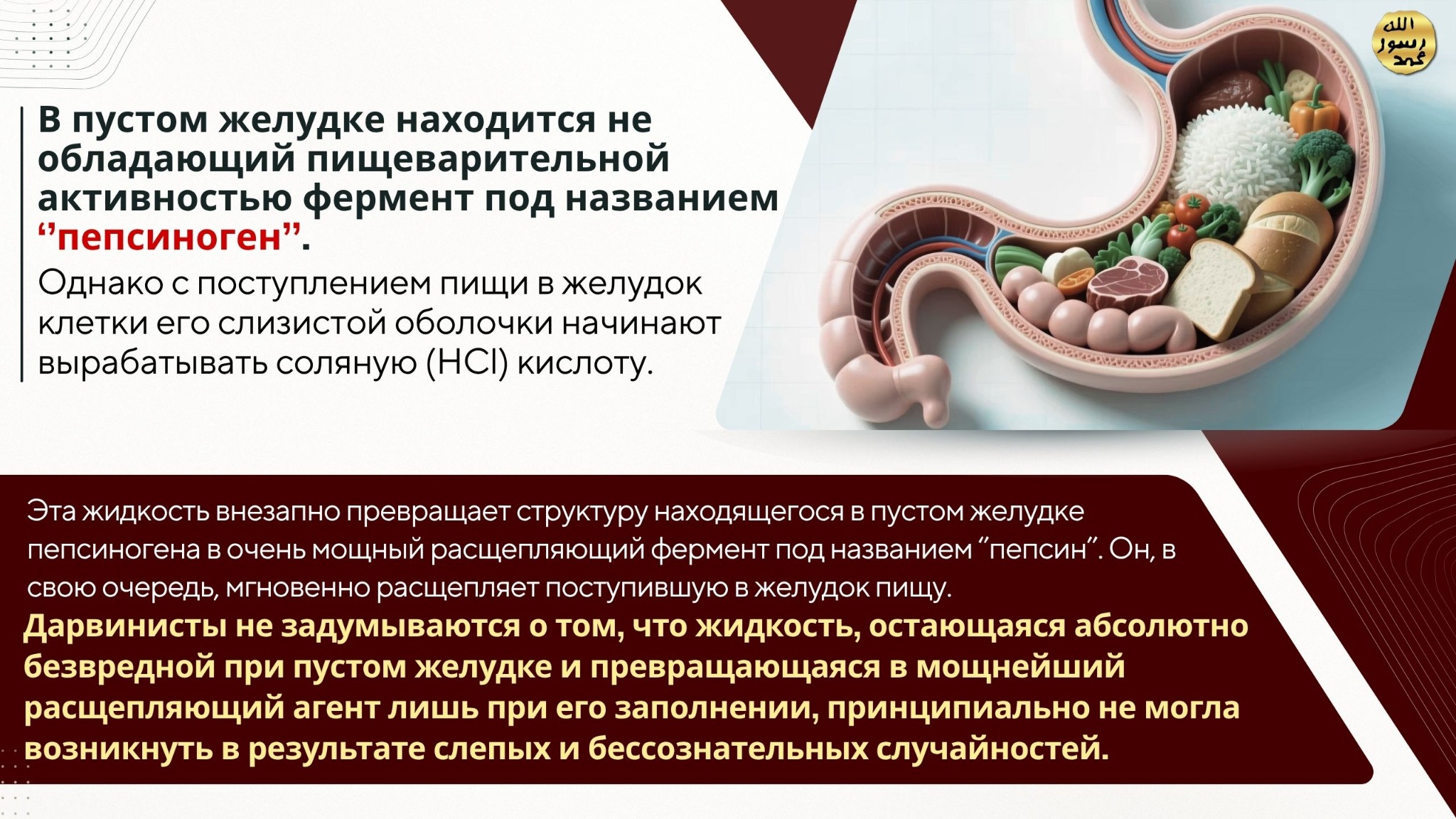 Человеческое Тело