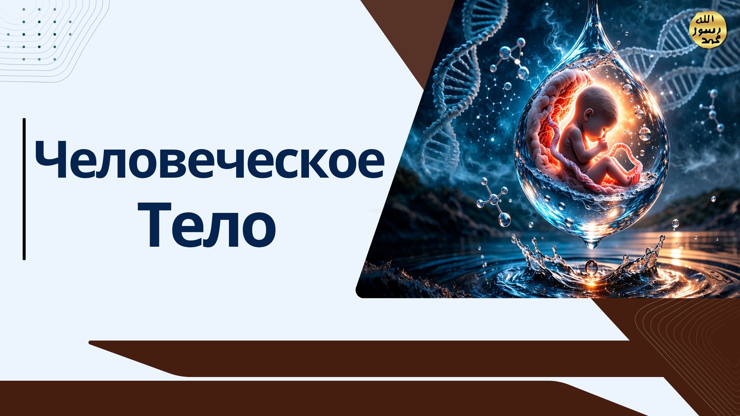 Человеческое Тело