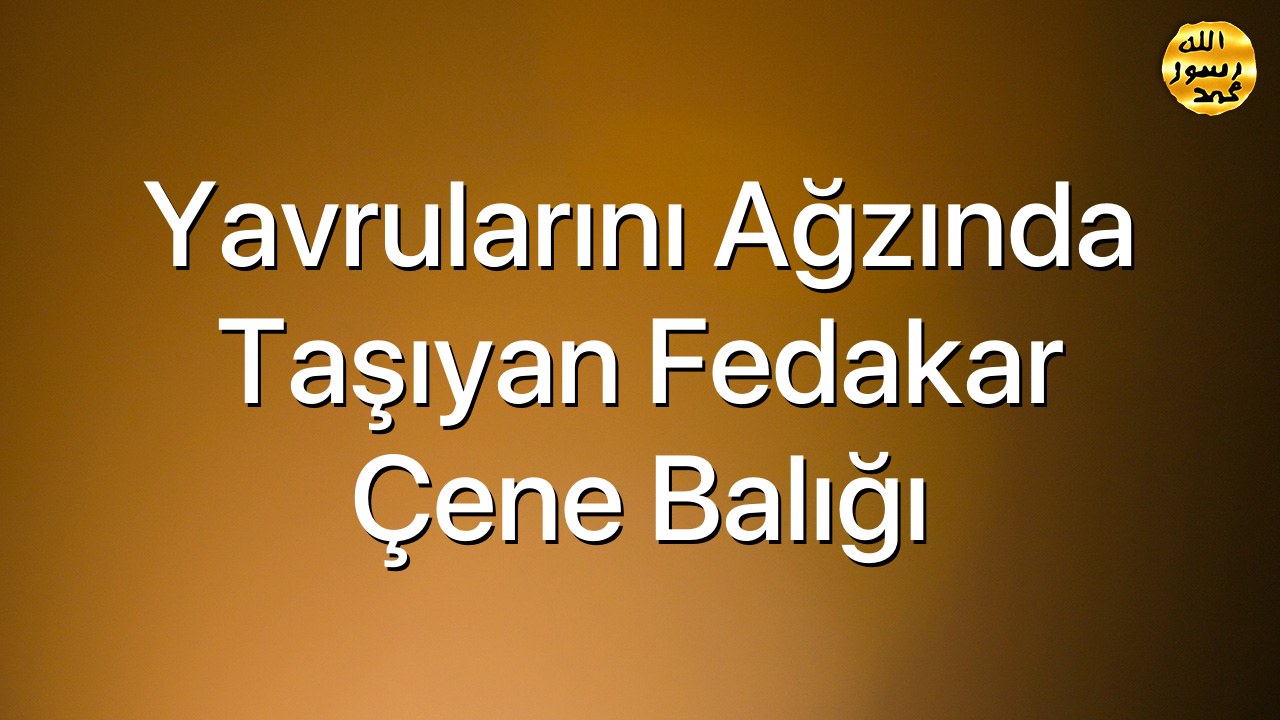 Yavrularını Ağzında Taşıyan Fedakar Çene Balığı