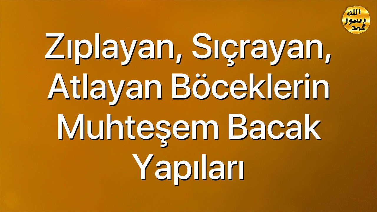 Zıplayan, Sıçrayan, Atlayan Böceklerin Muhteşem Bacak Yapıları