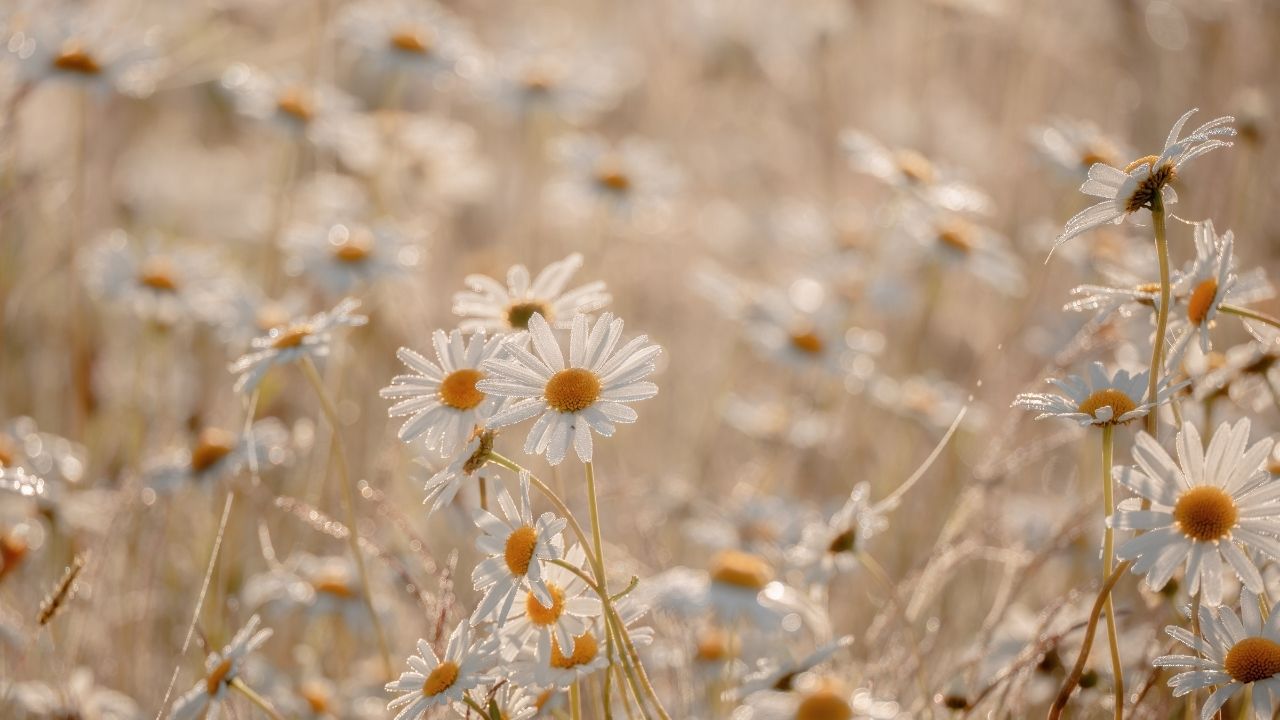 Allah’a Teslimiyet
