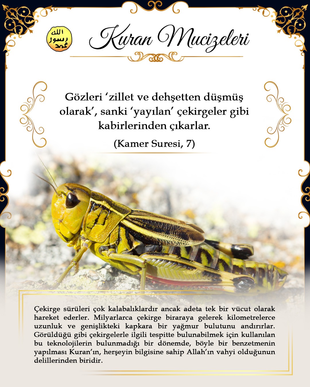 Toplu hareket eden çekirgeler