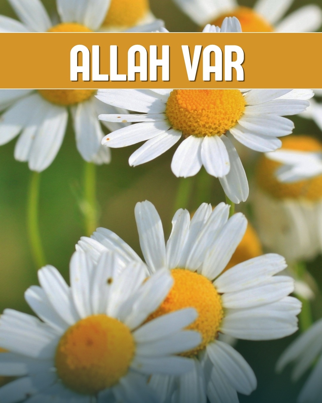 Allah Var 