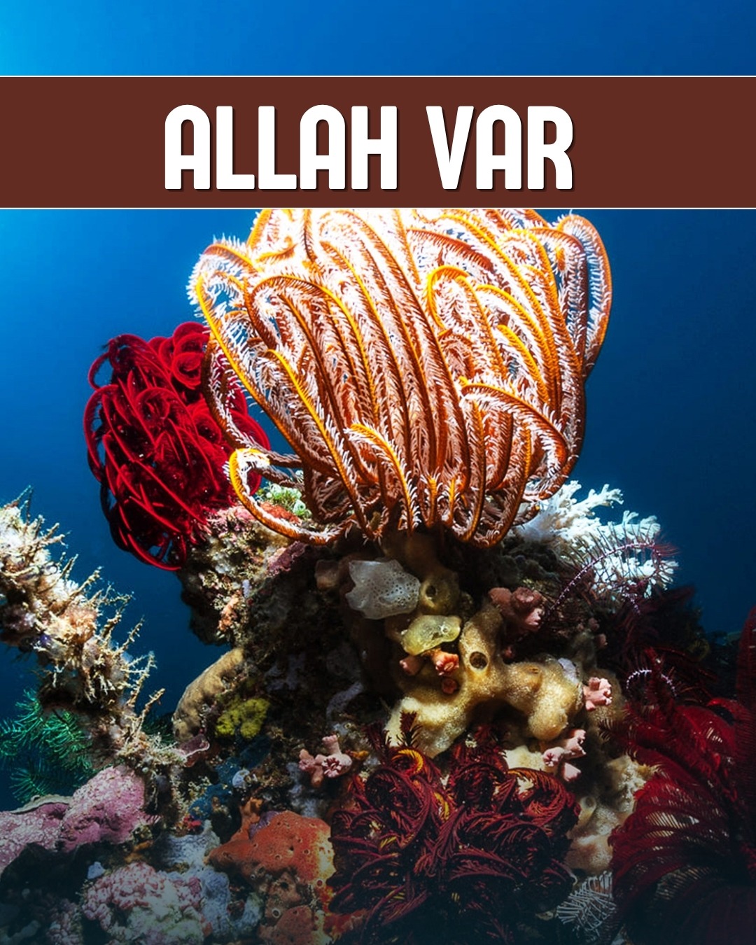 Allah Var 