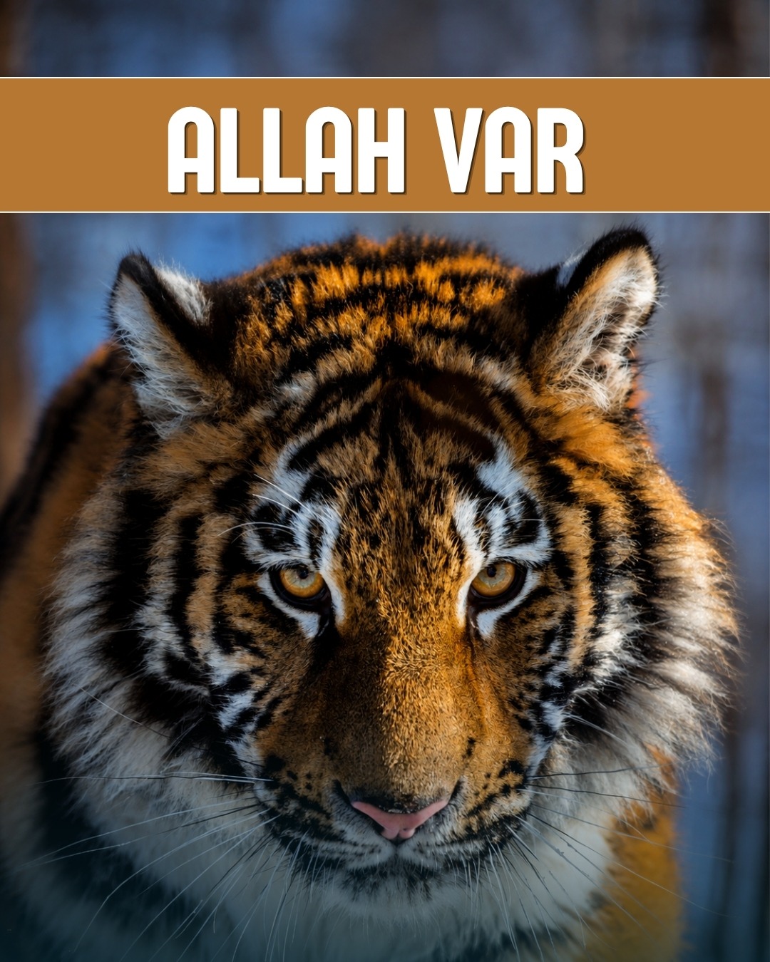 Allah Var 