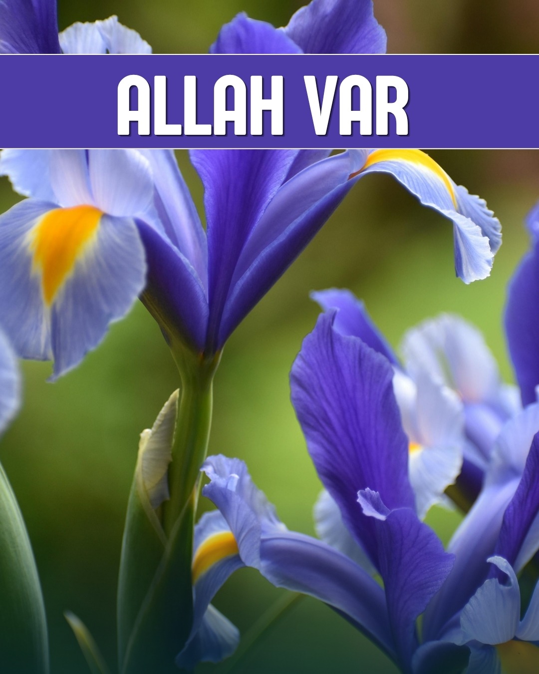 Allah Var 
