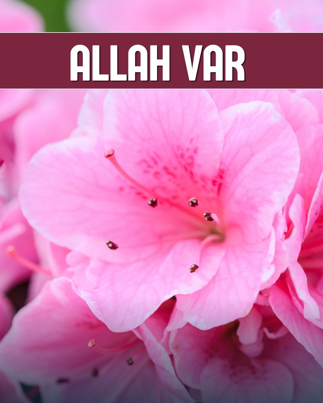 Allah Var 
