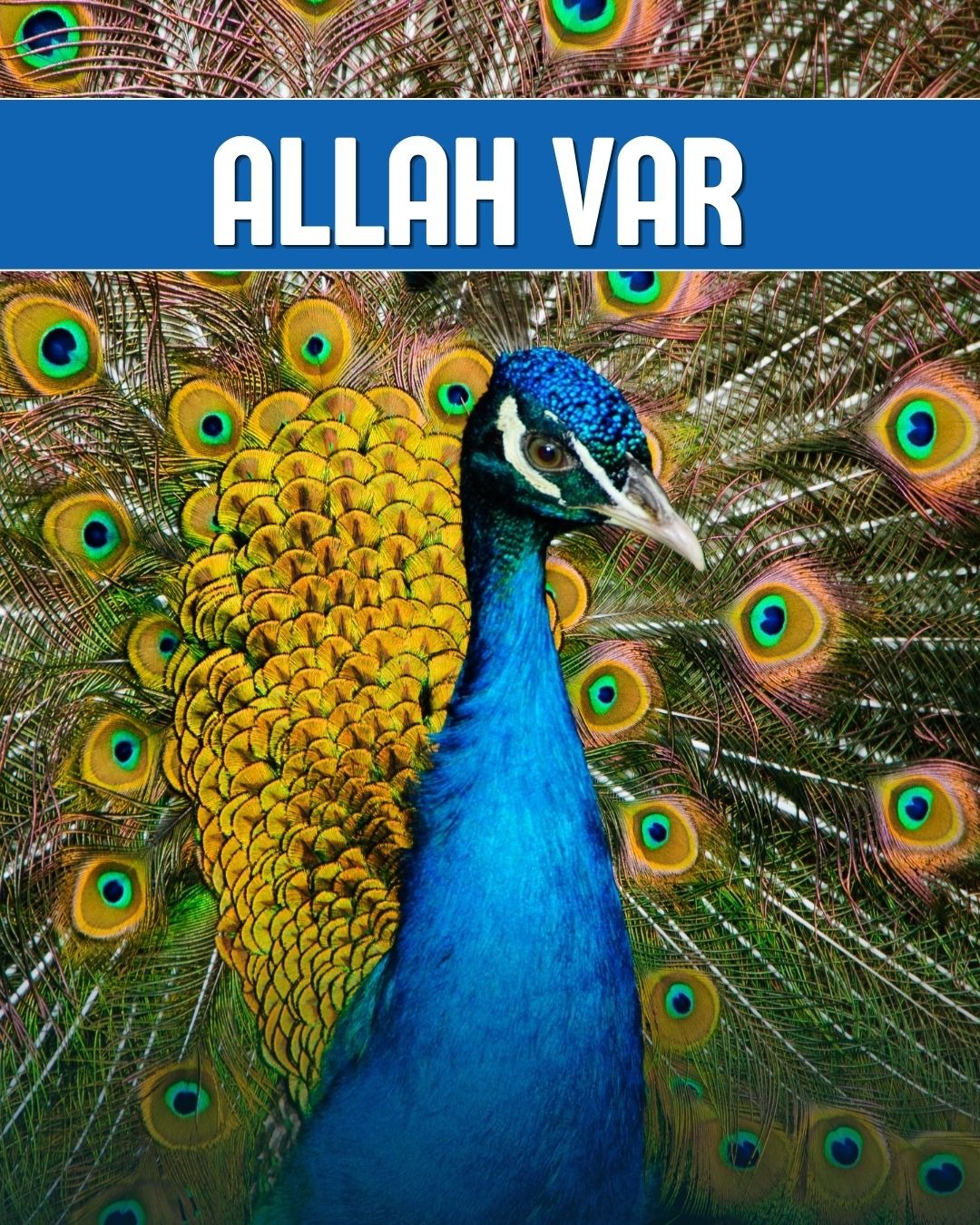 Allah Var 