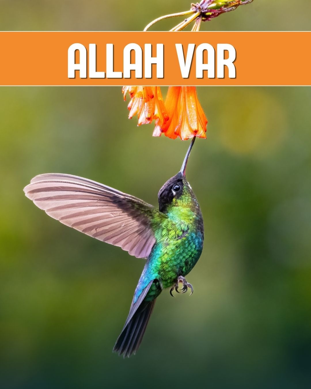 Allah Var 