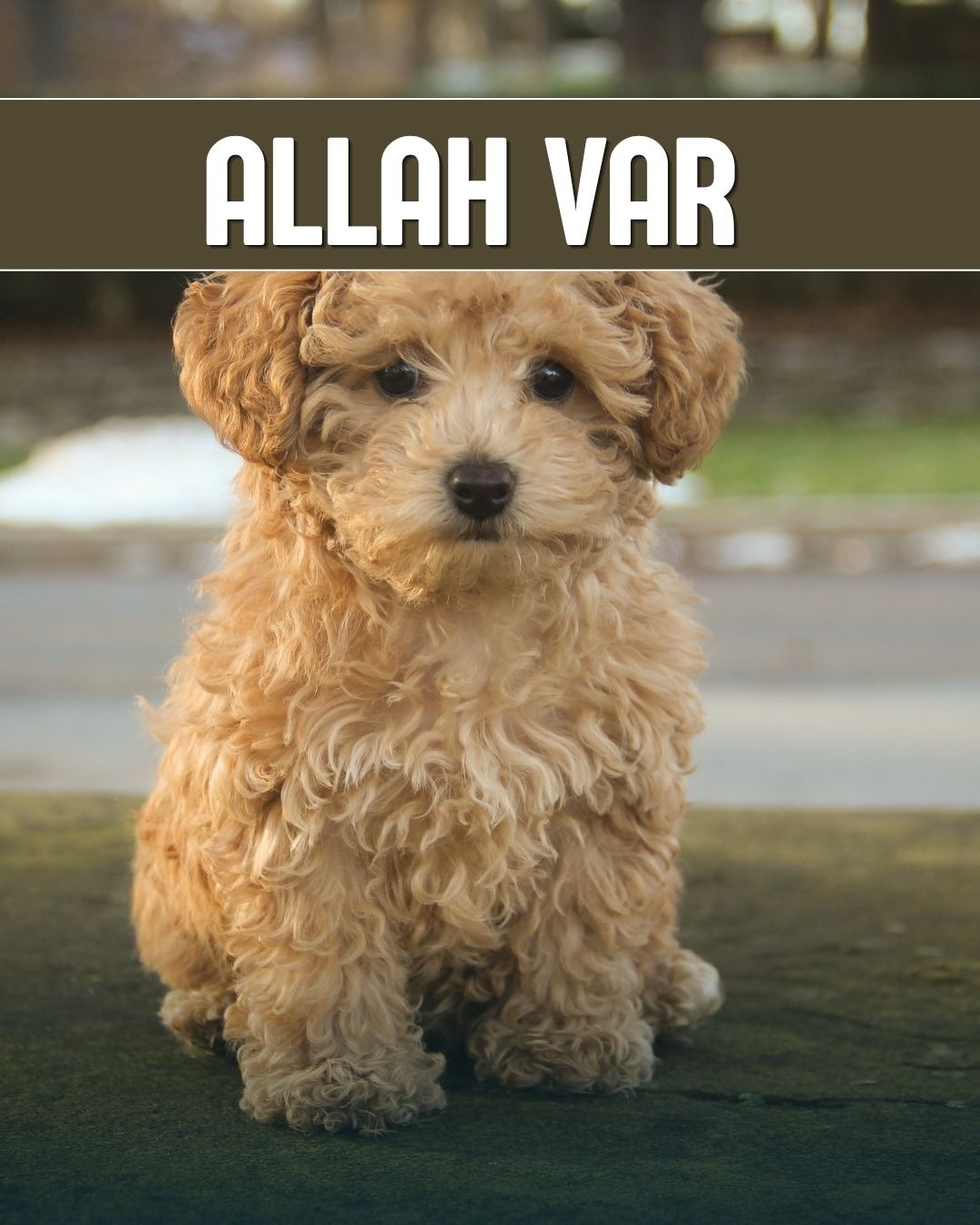 Allah Var 