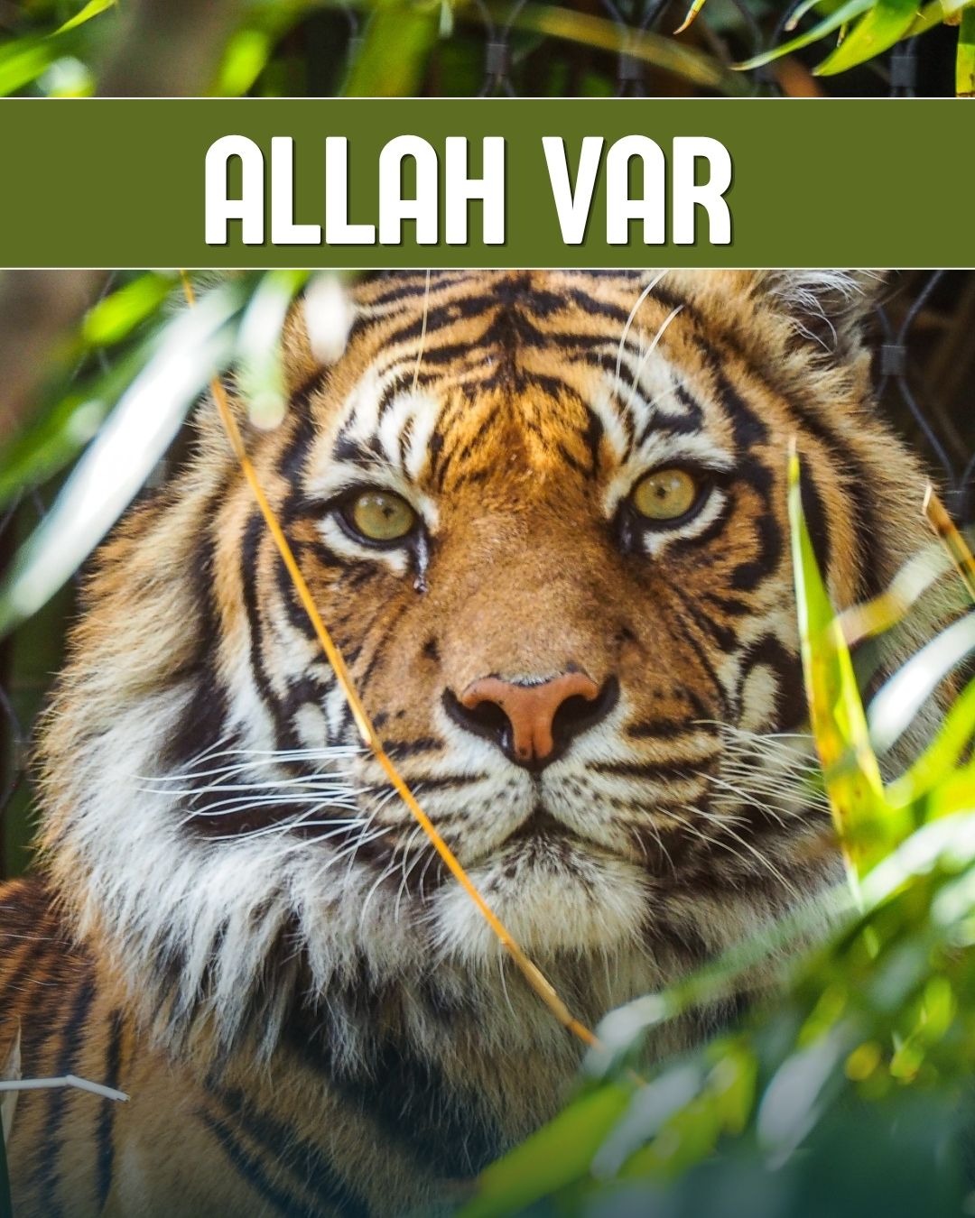 Allah Var 