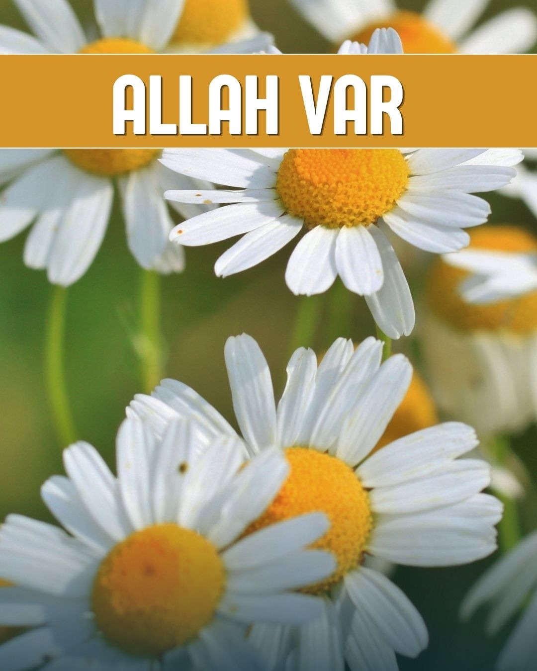 Allah Var 