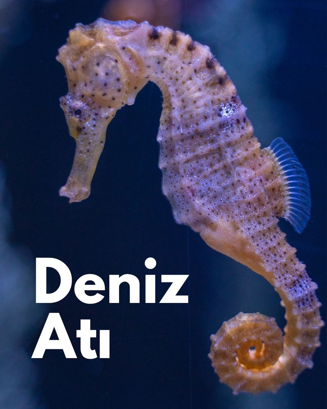 Deniz Atı
