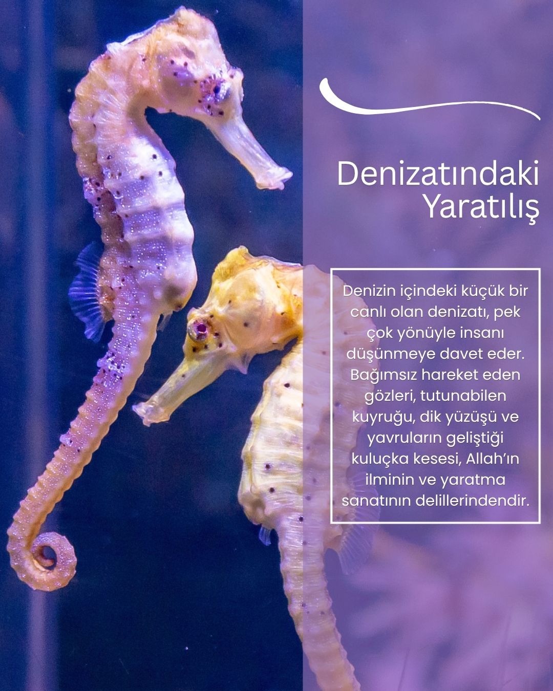 Denizatındaki yaratılış
