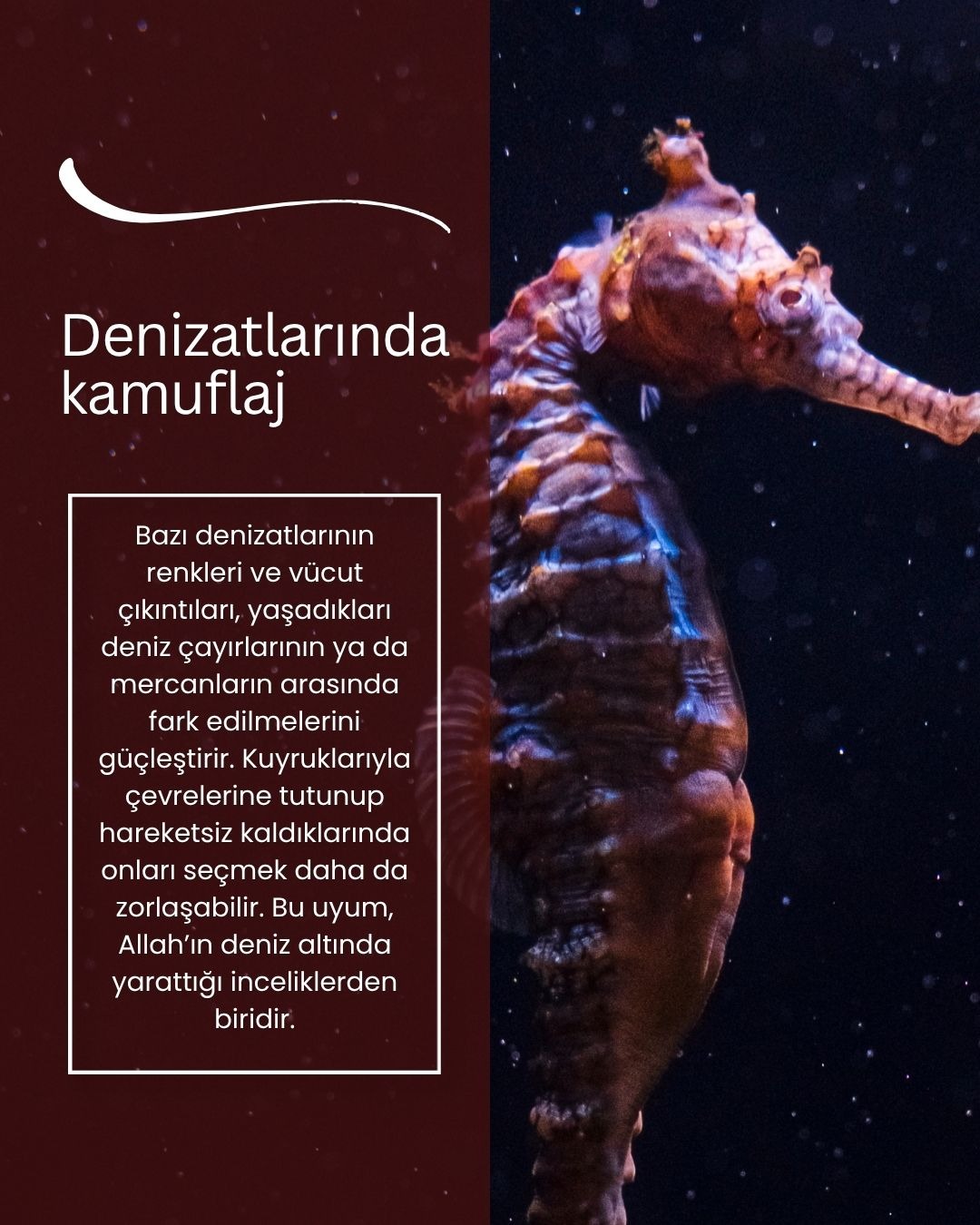 Denizatlarında kamuflaj