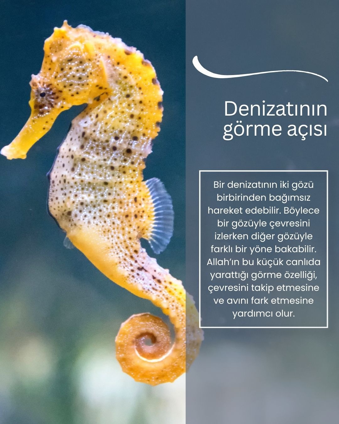 Denizatının görme açısı
