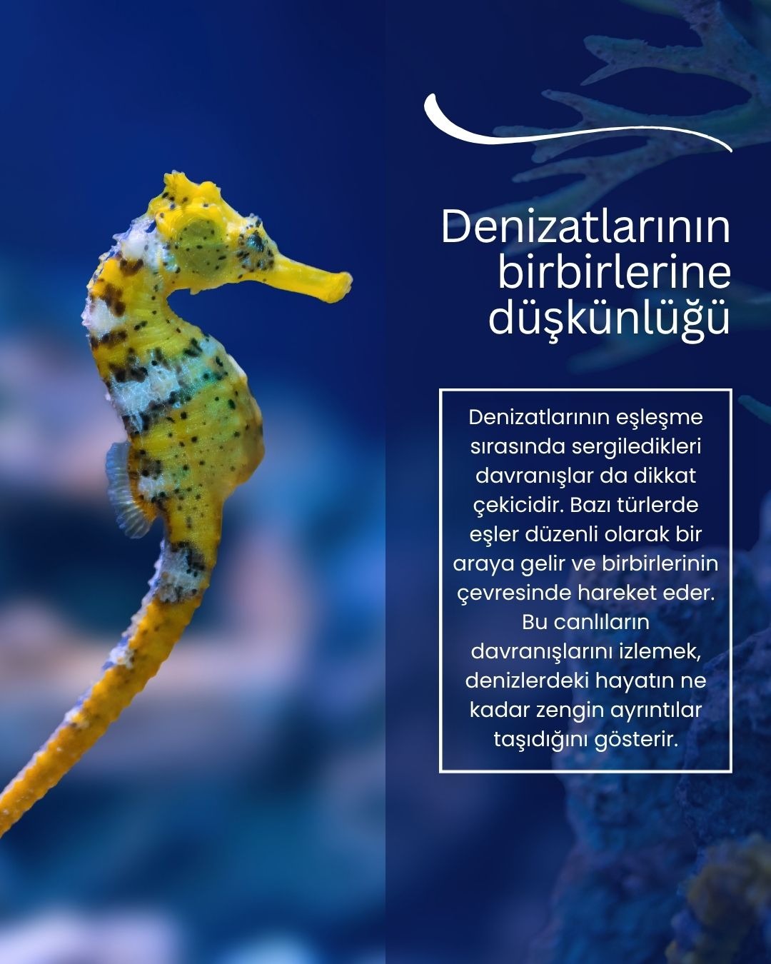 Denizatlarının birbirlerine düşkünlüğü