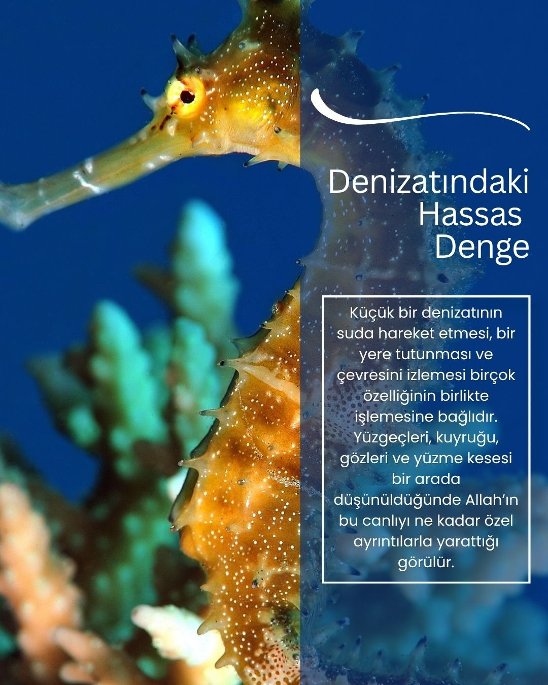 Denizatındaki hassas denge