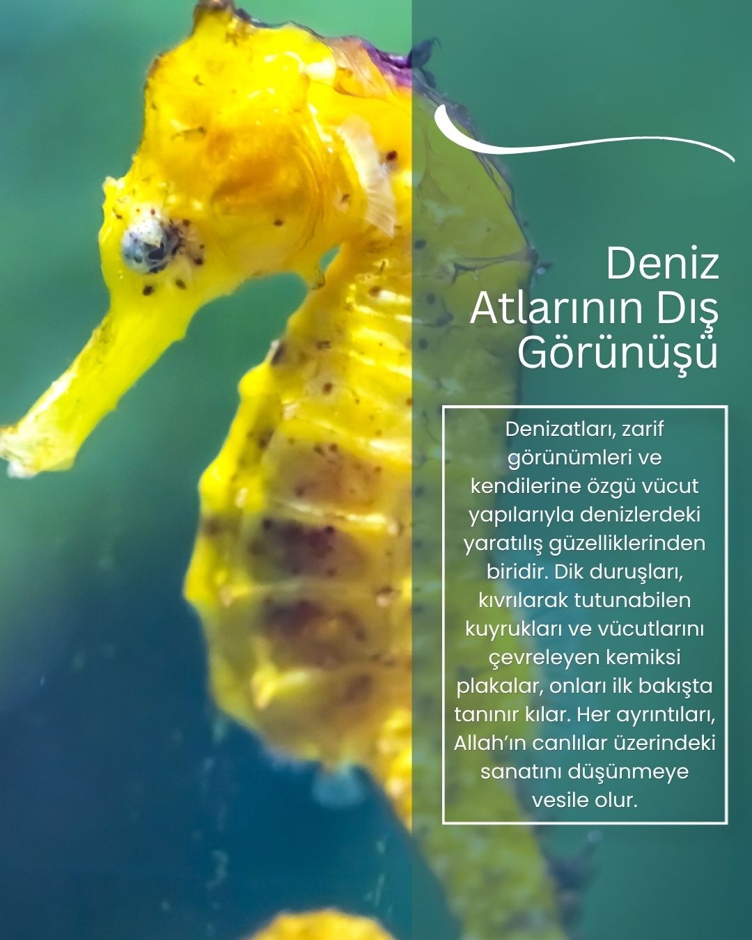 Denizatlarının dış görünüşü