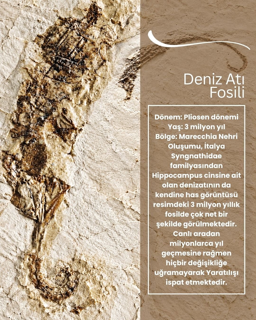 Denizatı fosilleri ve teknik bilgiler