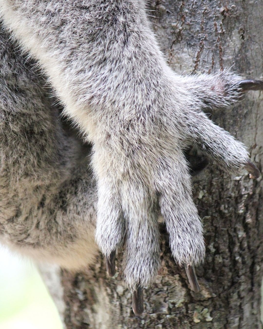 Koalaların Pençeleri
