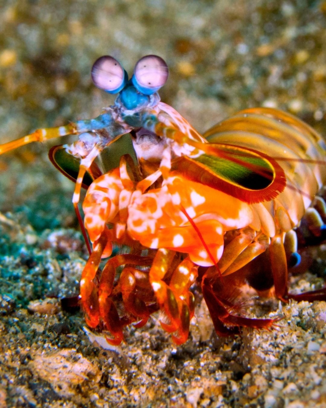 Mantis Karidesini Yaratan Yüce Allah’tır