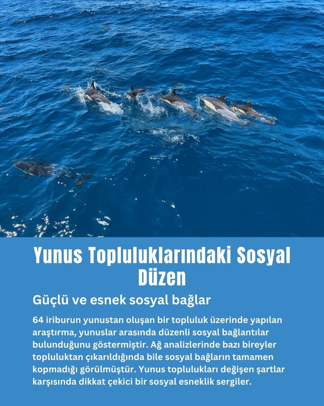 Yunus Topluluklarındaki Sosyal Düzen