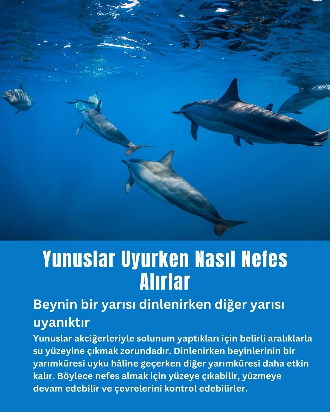 Yunuslar Uyurken Nasıl Nefes Alırlar