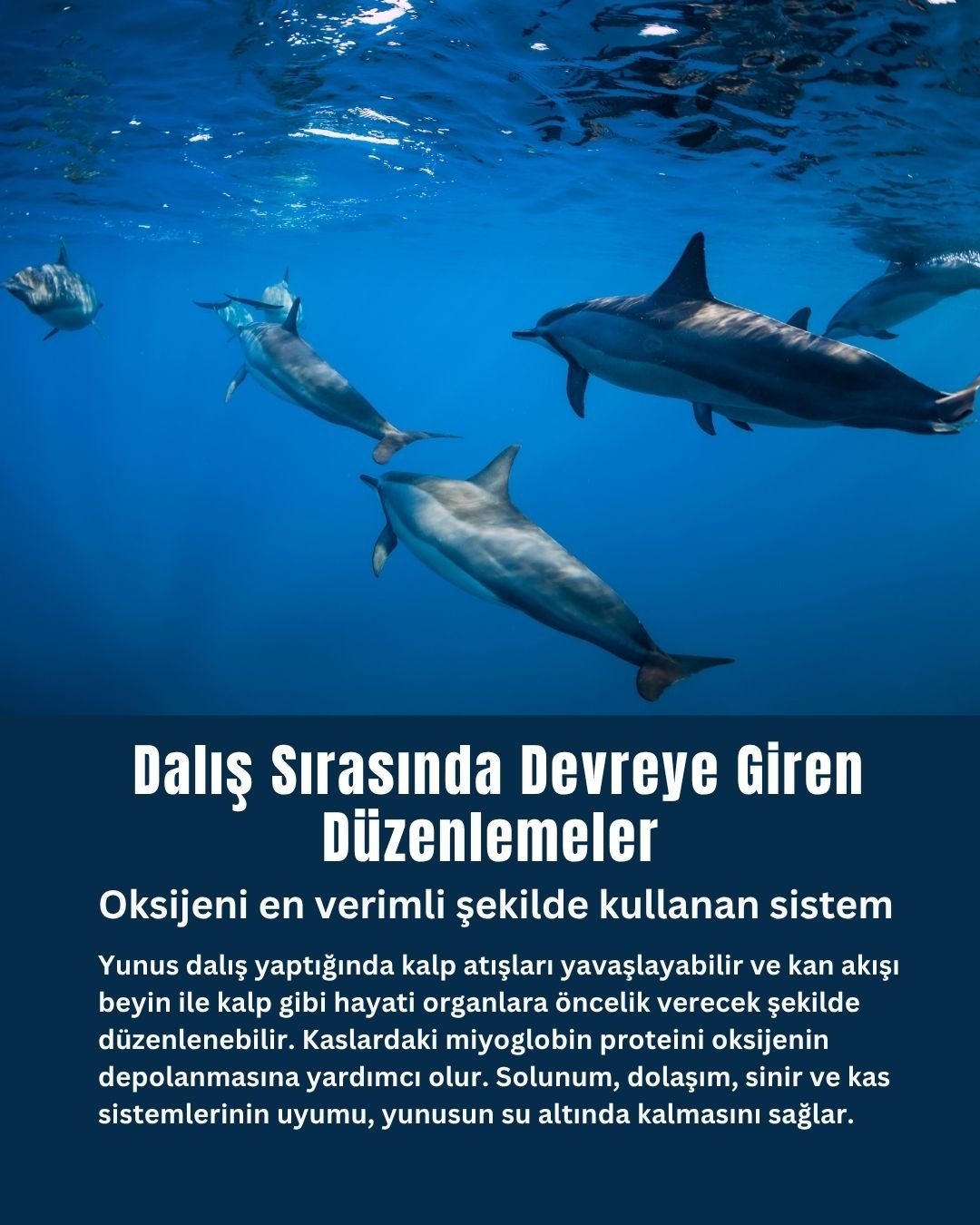 Dalış Sırasında Devreye Giren Düzenlemeler