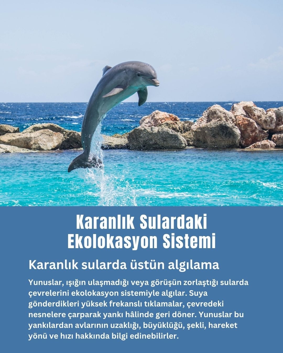  Karanlık Sulardaki Ekolokasyon Sistemi