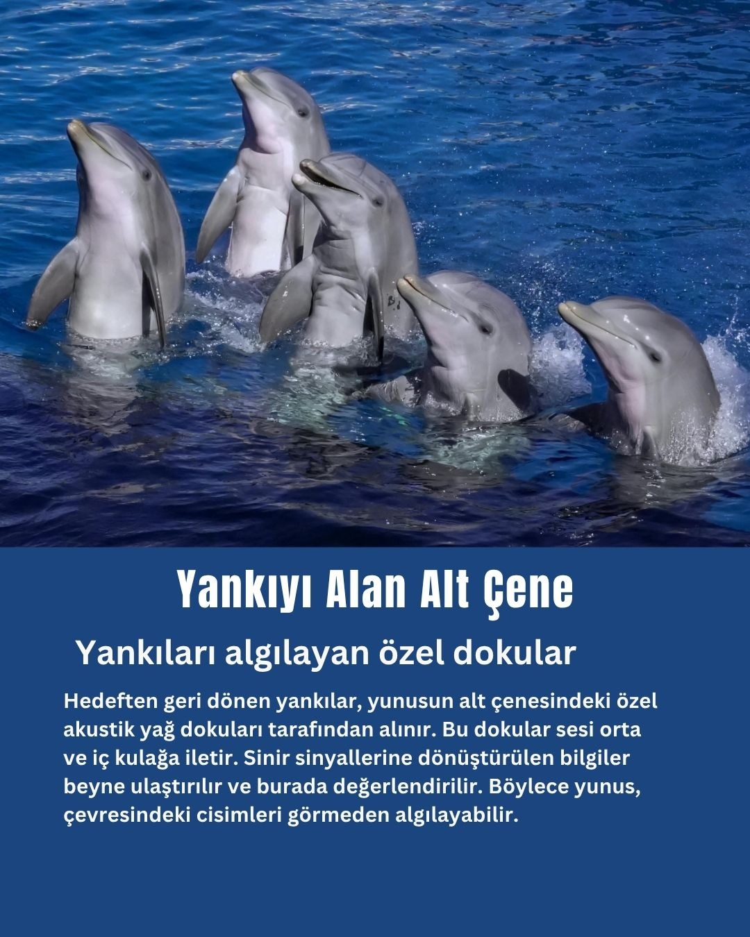 Yankıyı Alan Alt Çene
