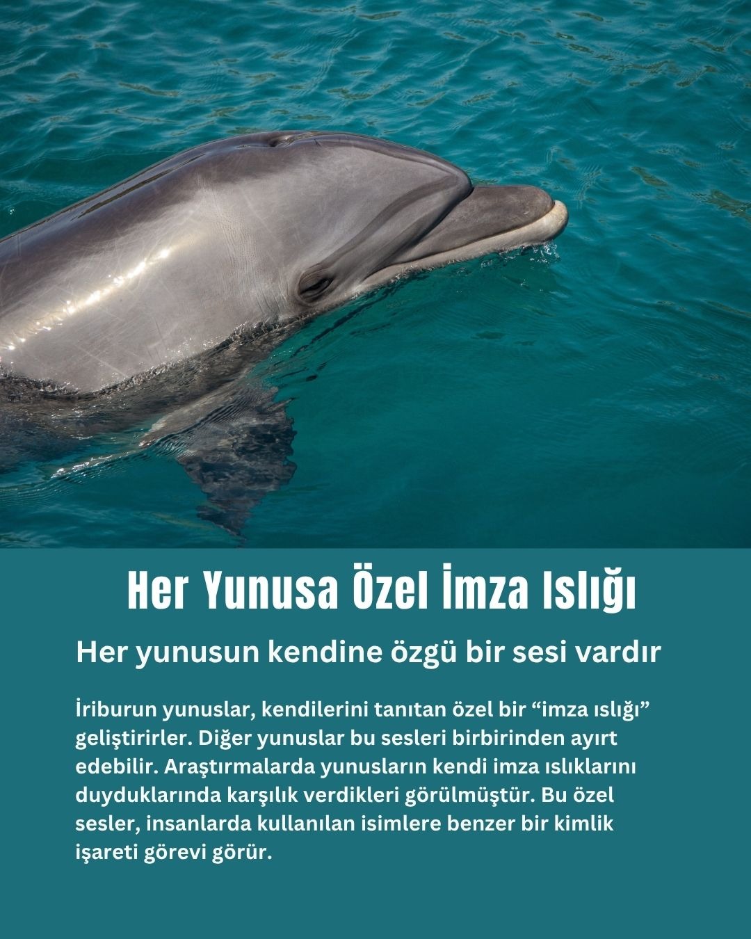 Her Yunusa Özel İmza Islığı