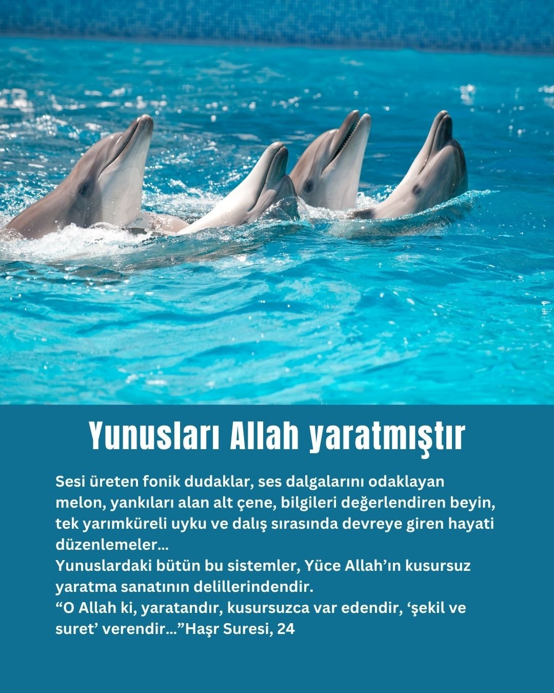 Yunusları Allah yaratmıştır