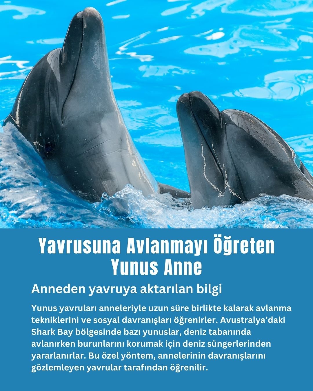 Yavrusuna Avlanmayı Öğreten Yunus Anne