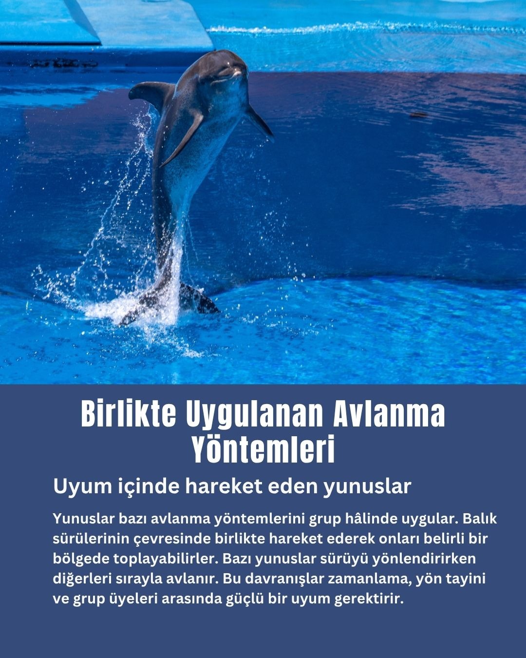 Birlikte Uygulanan Avlanma Yöntemleri