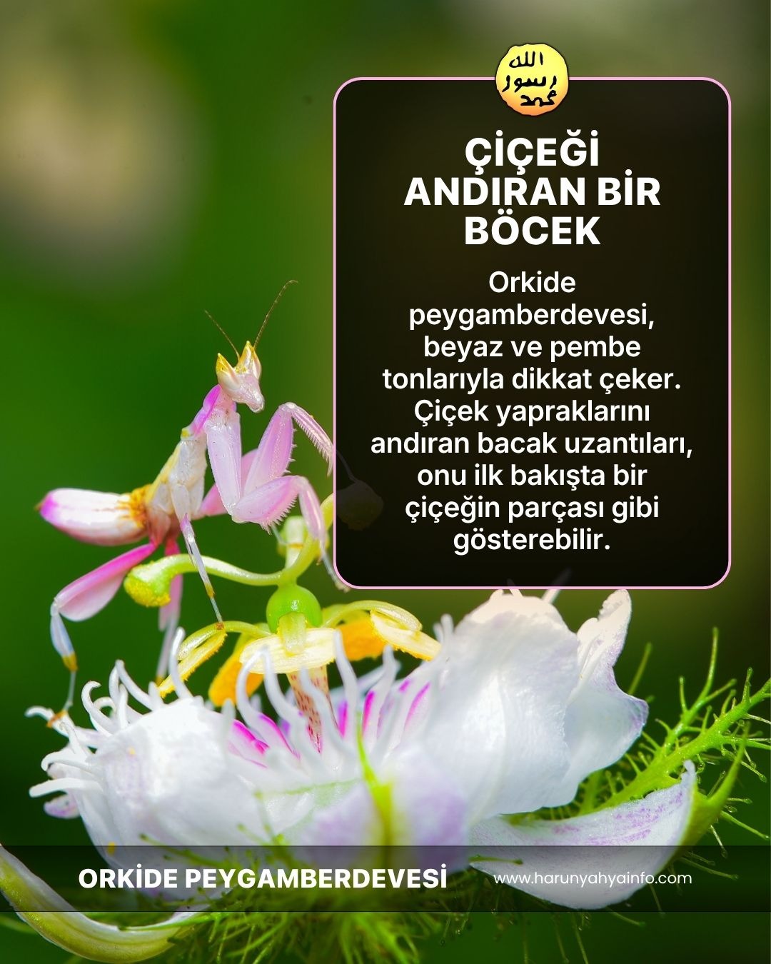 Orkide Peygamberdevesi