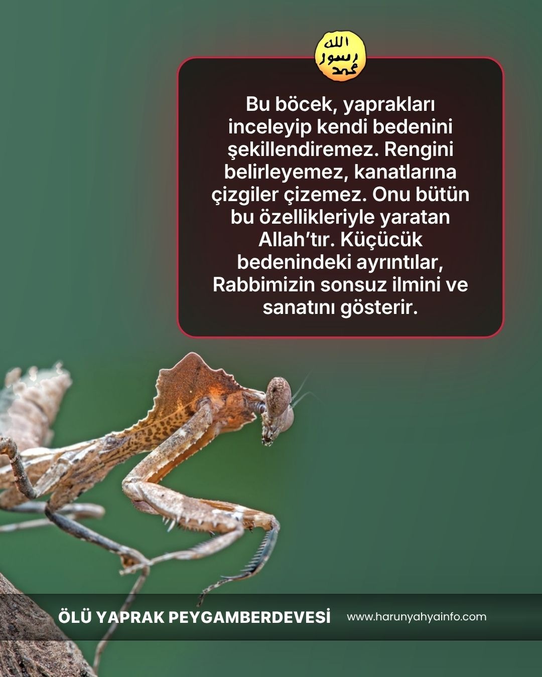 Ölü Yaprak Peygamberdevesi