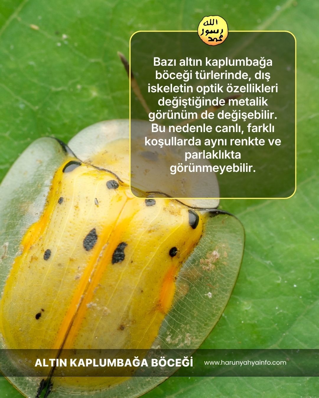 Altın Kaplumbağa Böcekleri