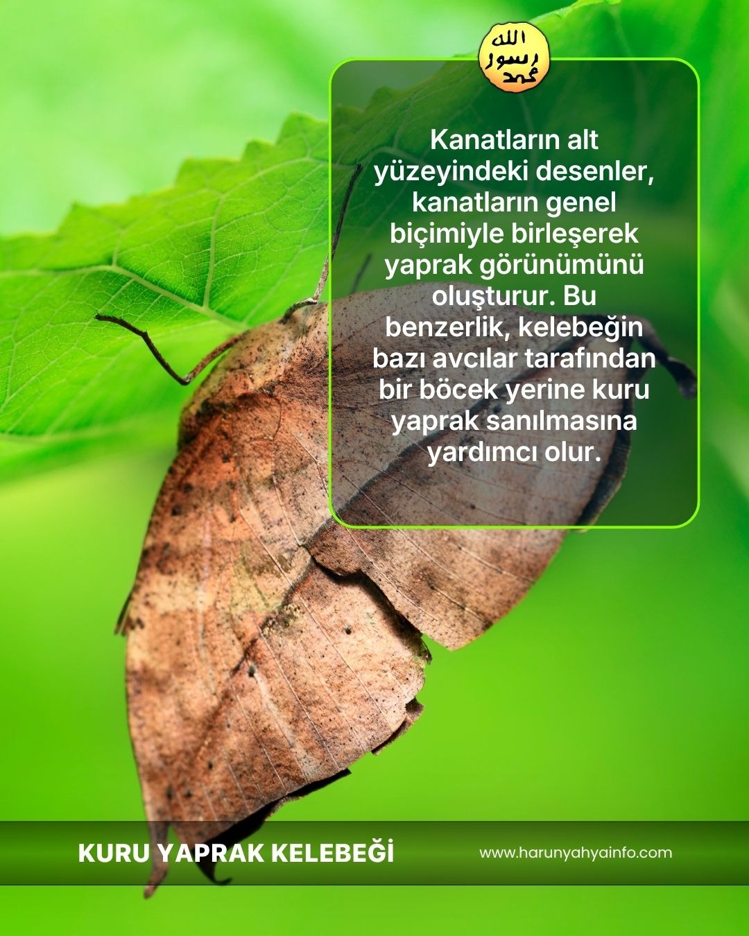 Kuru Yaprak Kelebeği