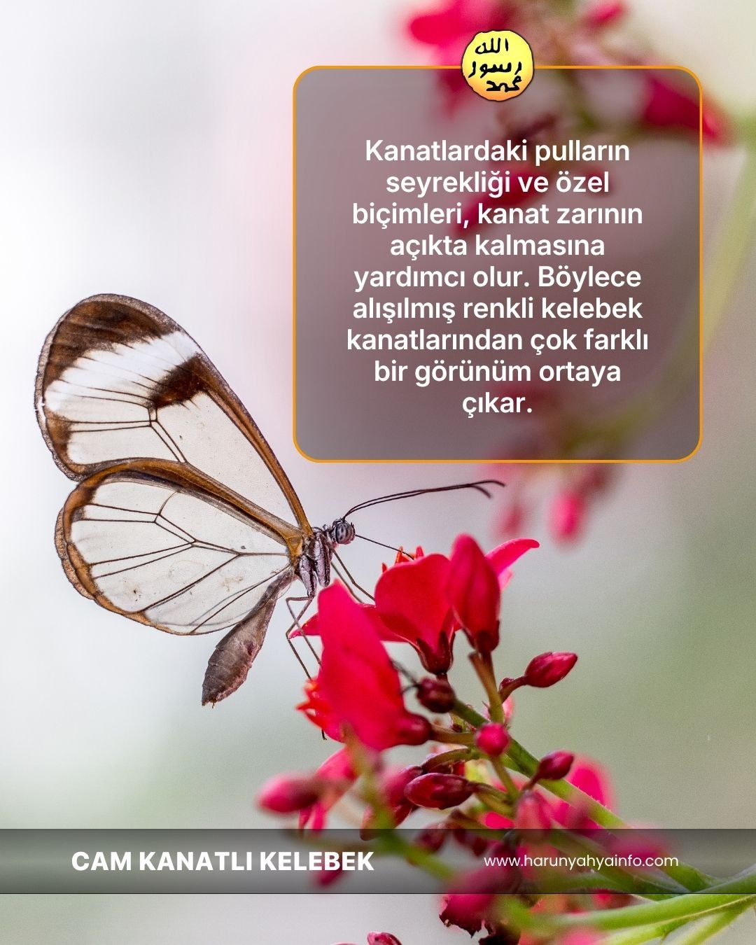 Cam Kanatlı Kelebek 