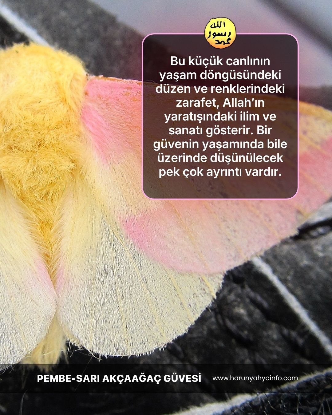 Pembe Sarı Akçaağaç Güvesi 