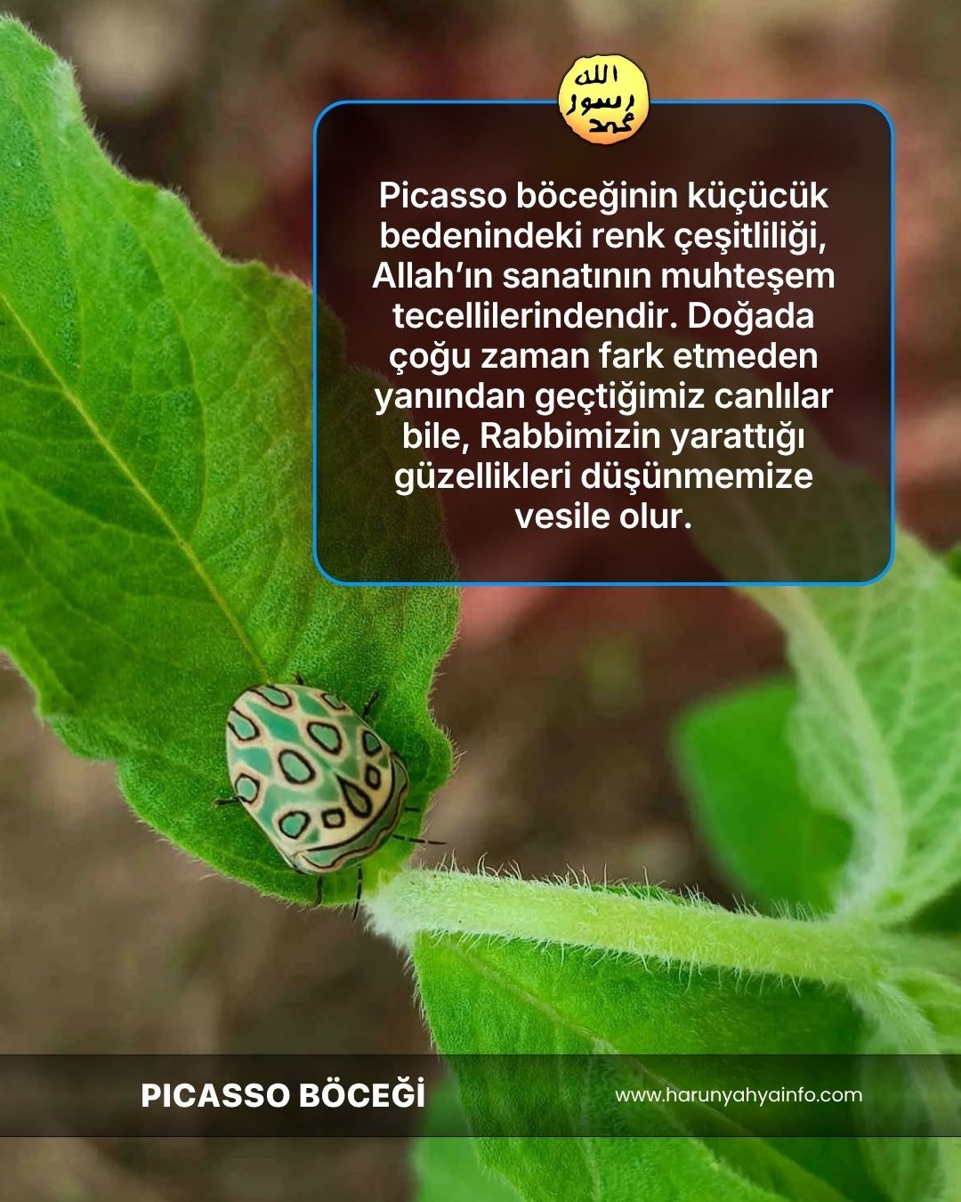 Picasso Böceği