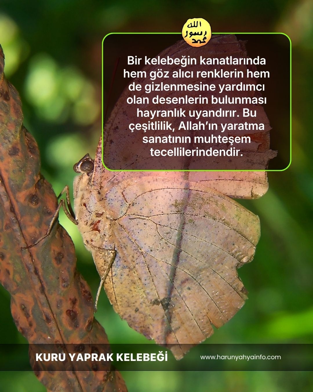 Kuru Yaprak Kelebeği