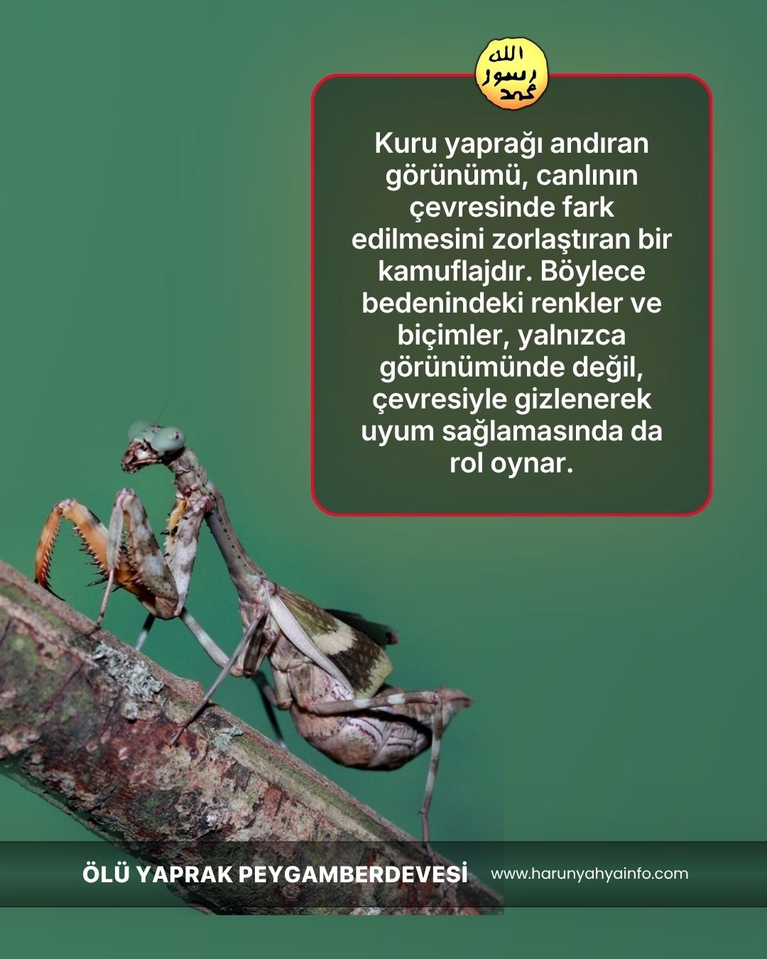 Ölü Yaprak Peygamberdevesi