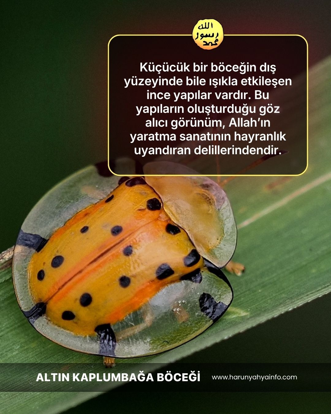 Altın Kaplumbağa Böcekleri