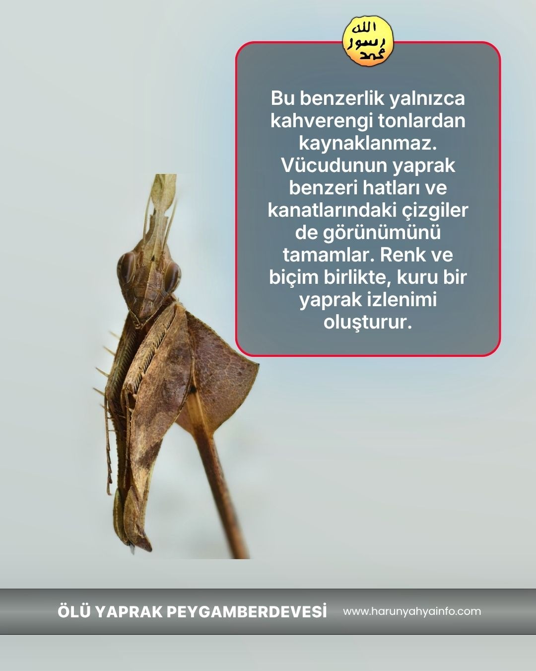 Ölü Yaprak Peygamberdevesi